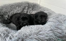 Labrador Retriever dogs for sale: KC Black Puppies,Extensively health tested parents - Image 6