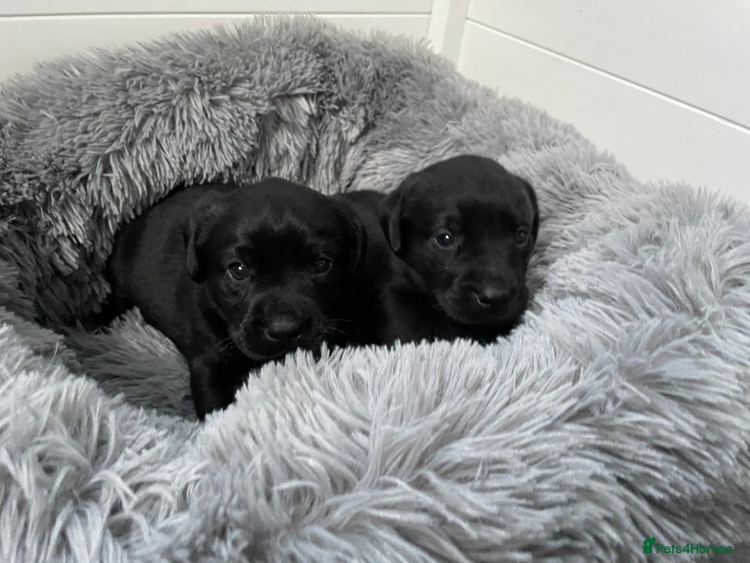 Labrador Retriever dogs for sale: KC Black Puppies,Extensively health tested parents - Image 6