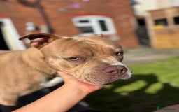 Mixed Breed dogs for sale: Bruno - American Bulldog x Staffy 1.5 years  - Advert 9