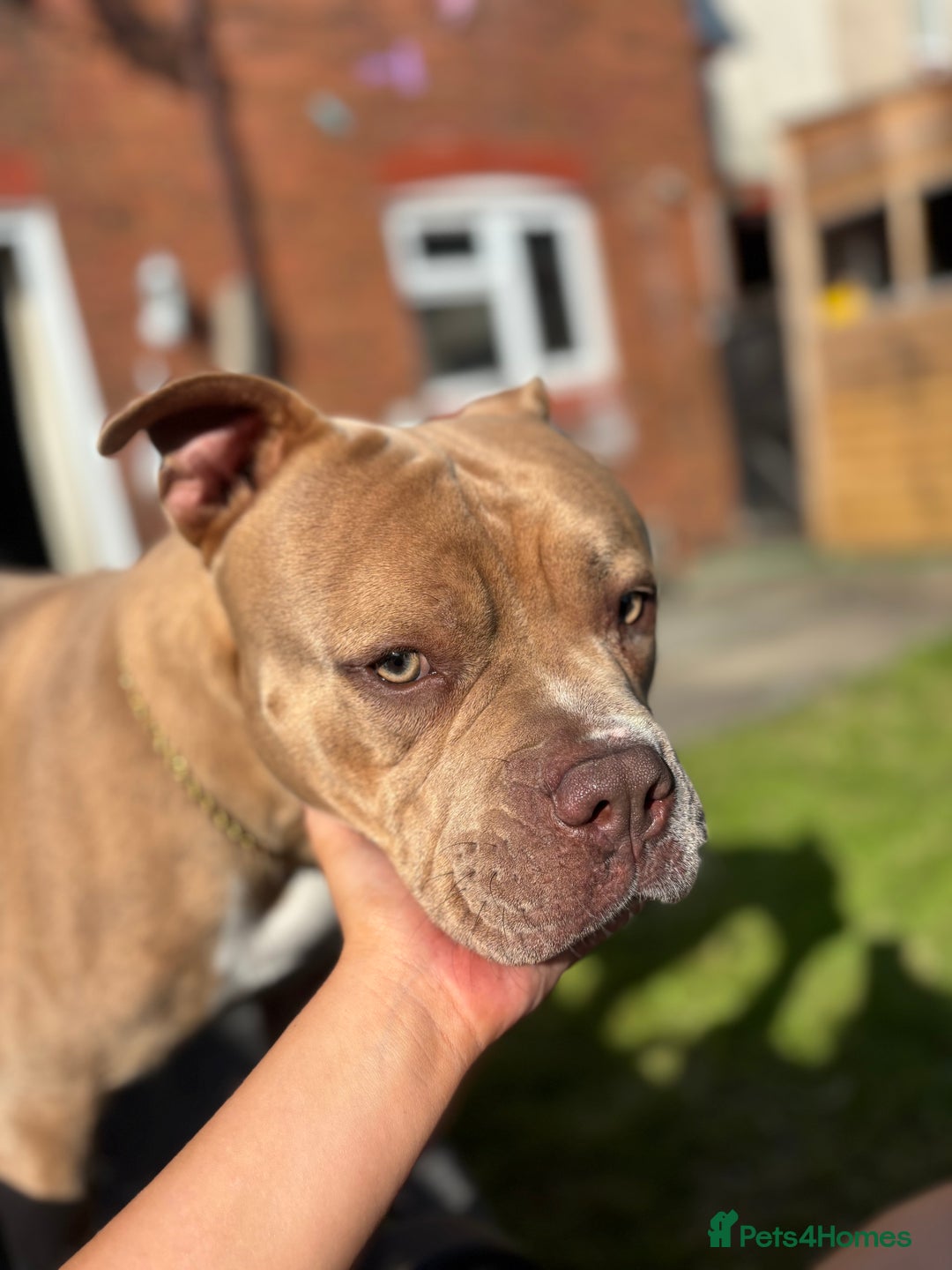Mixed Breed dogs for sale: Bruno - American Bulldog x Staffy 1.5 years  - Advert 9