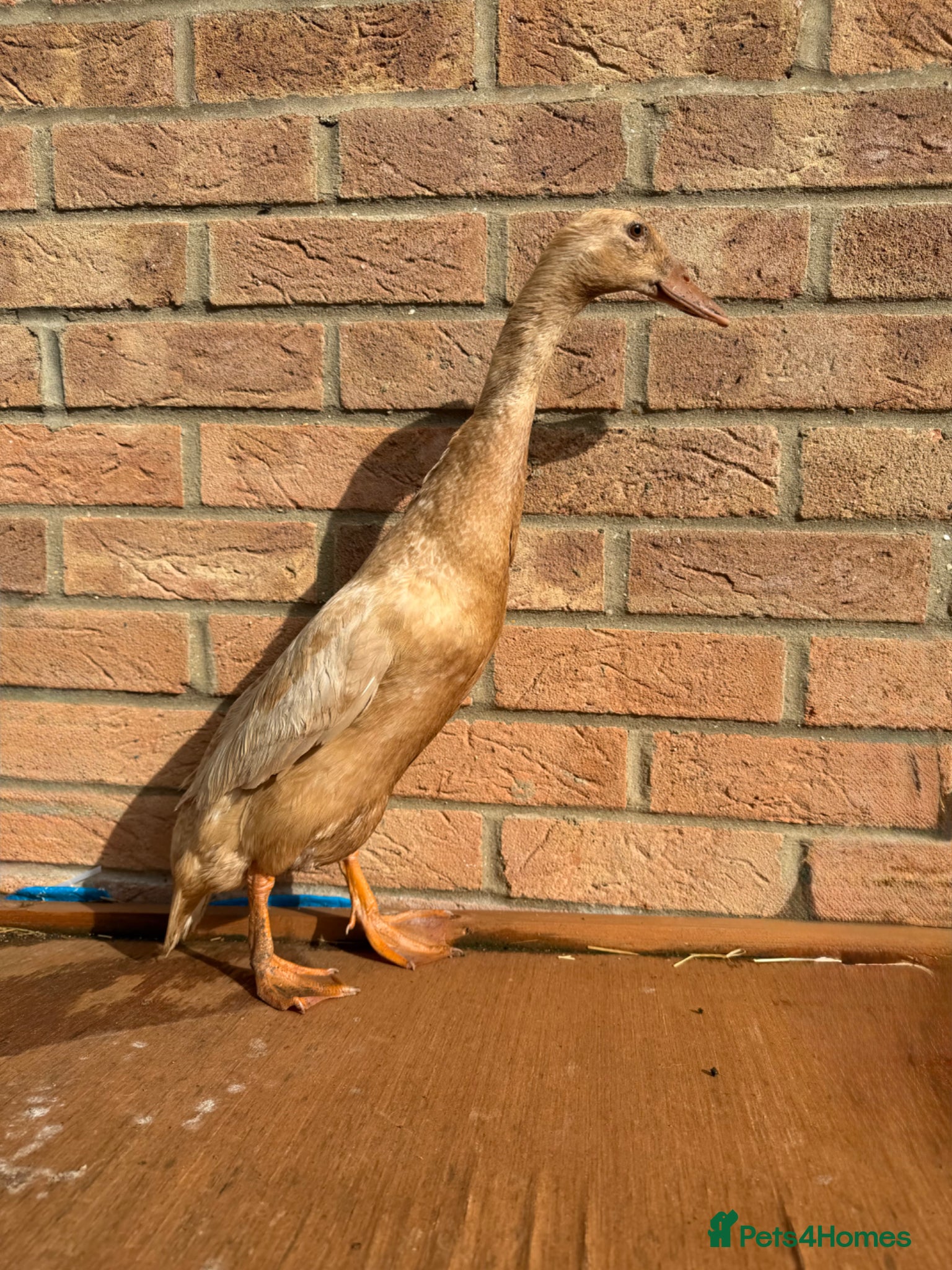 Ducks poultry Female - Runner Ducks - Advert 20