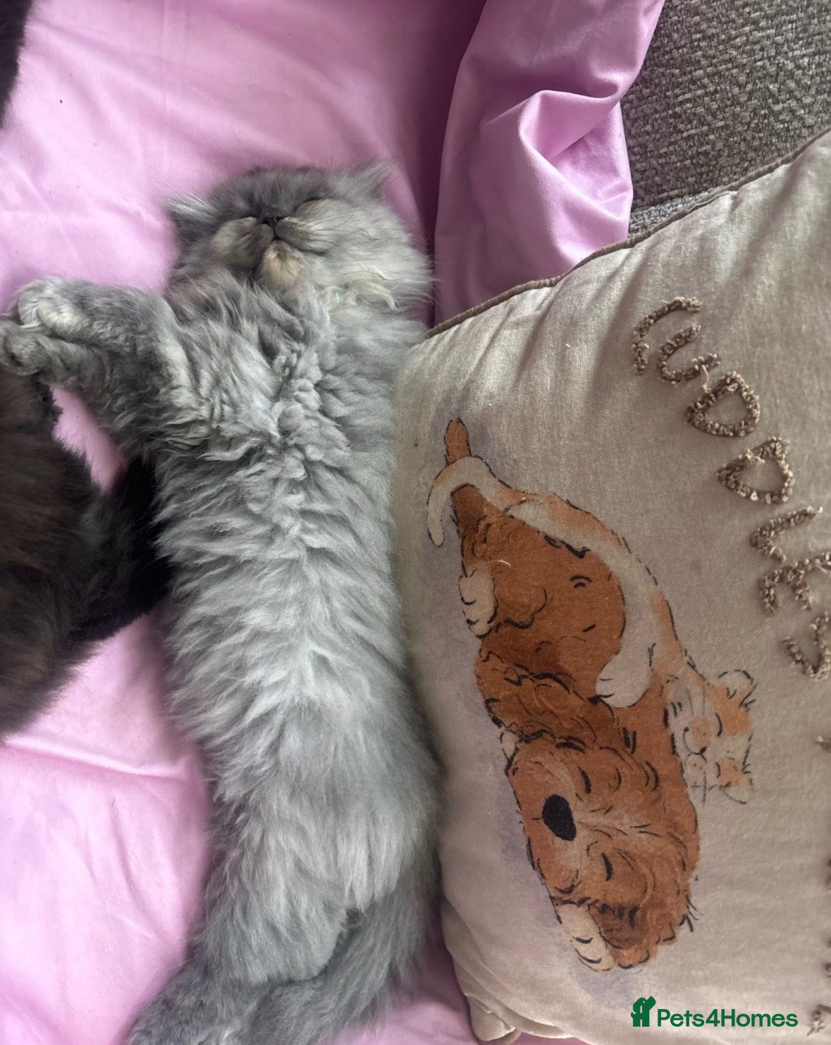 Persian cats stunning blue persian kittens ready and trained - Advert 2