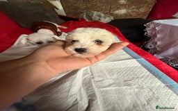 Maltese dogs for sale: Bichon puppies for sale ready to go! - Image 6