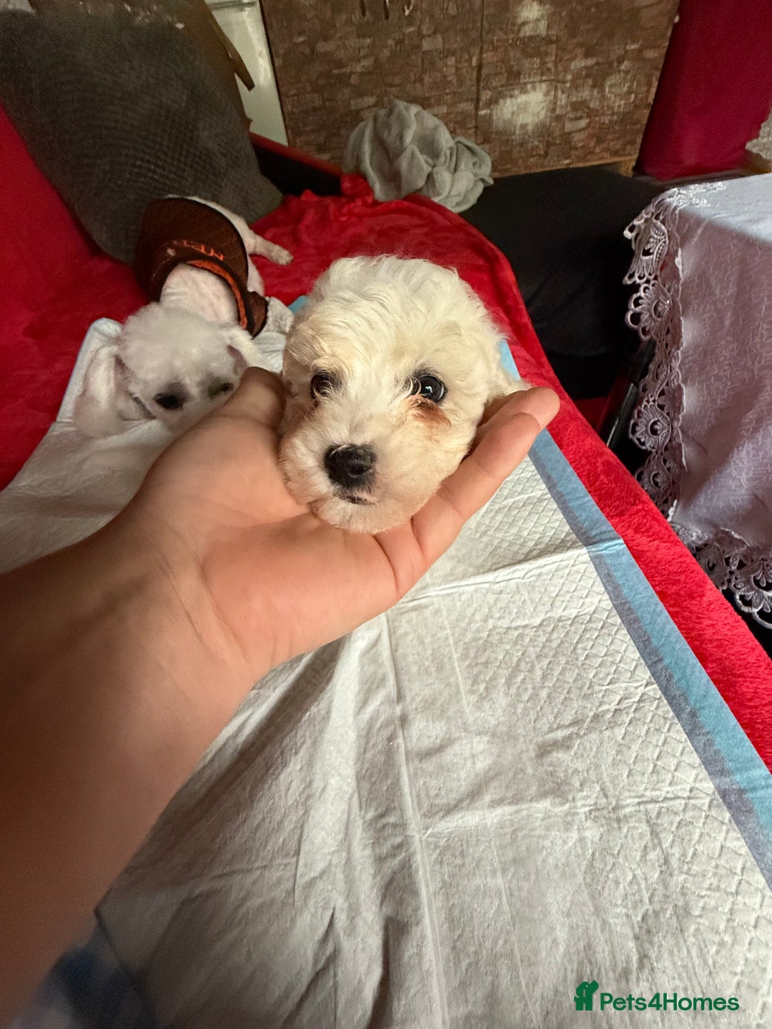 Maltese dogs for sale: Bichon puppies for sale ready to go! - Image 6