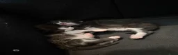 British Longhair cats for sale: Girl kittens for sale  in St. Neots - Advert 11