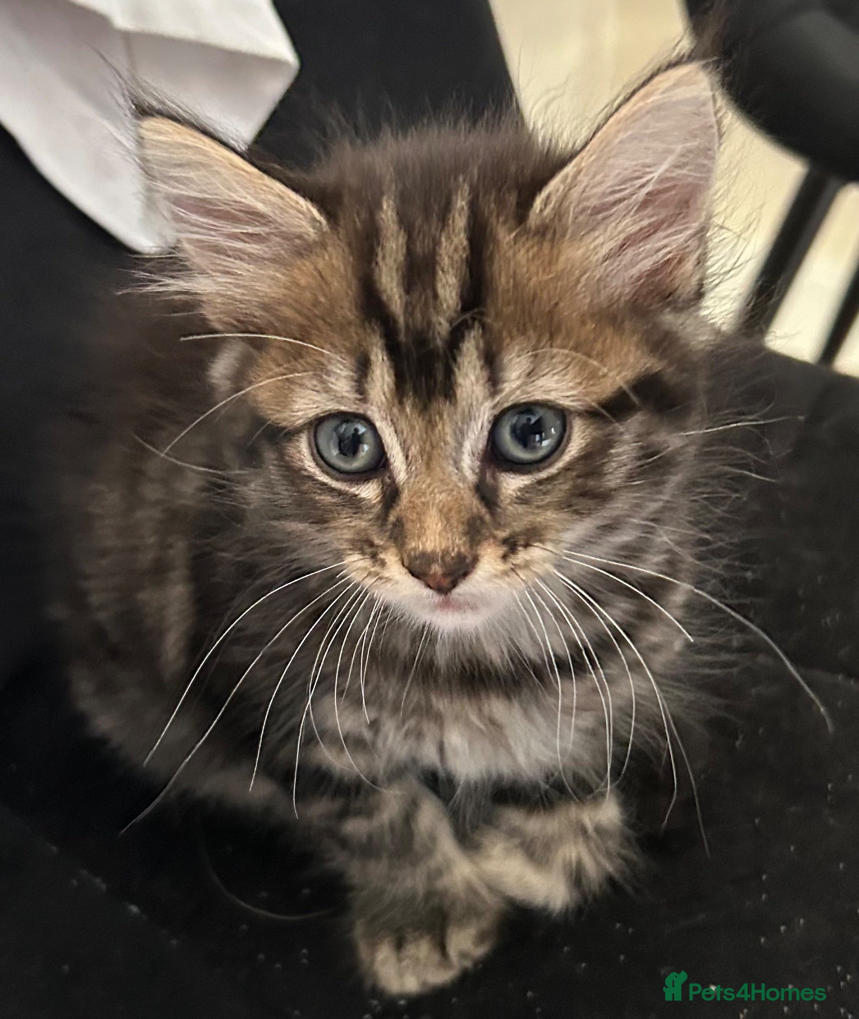 Mixed Breed cats Kittens  - Advert 6