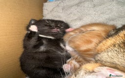 Mixed Breed cats for sale: One boy one girl - Advert 2