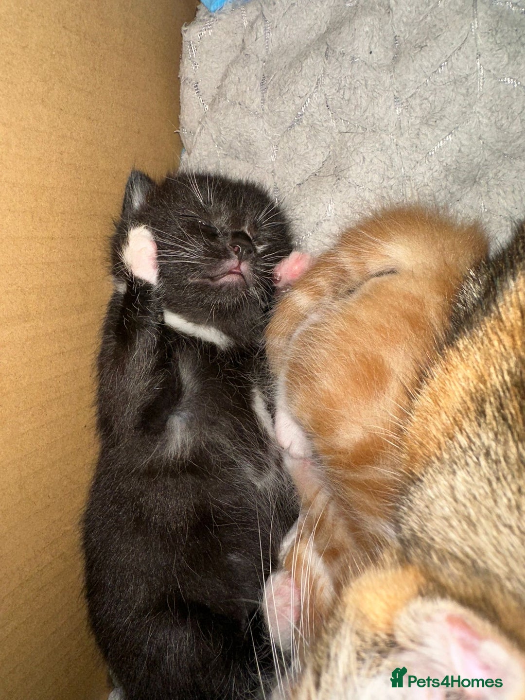 Mixed Breed cats for sale: One boy one girl - Advert 2