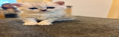 British Shorthair Kitten 2