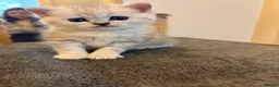 British Shorthair cats for sale: British shorthair kittens, breeded - Advert 21