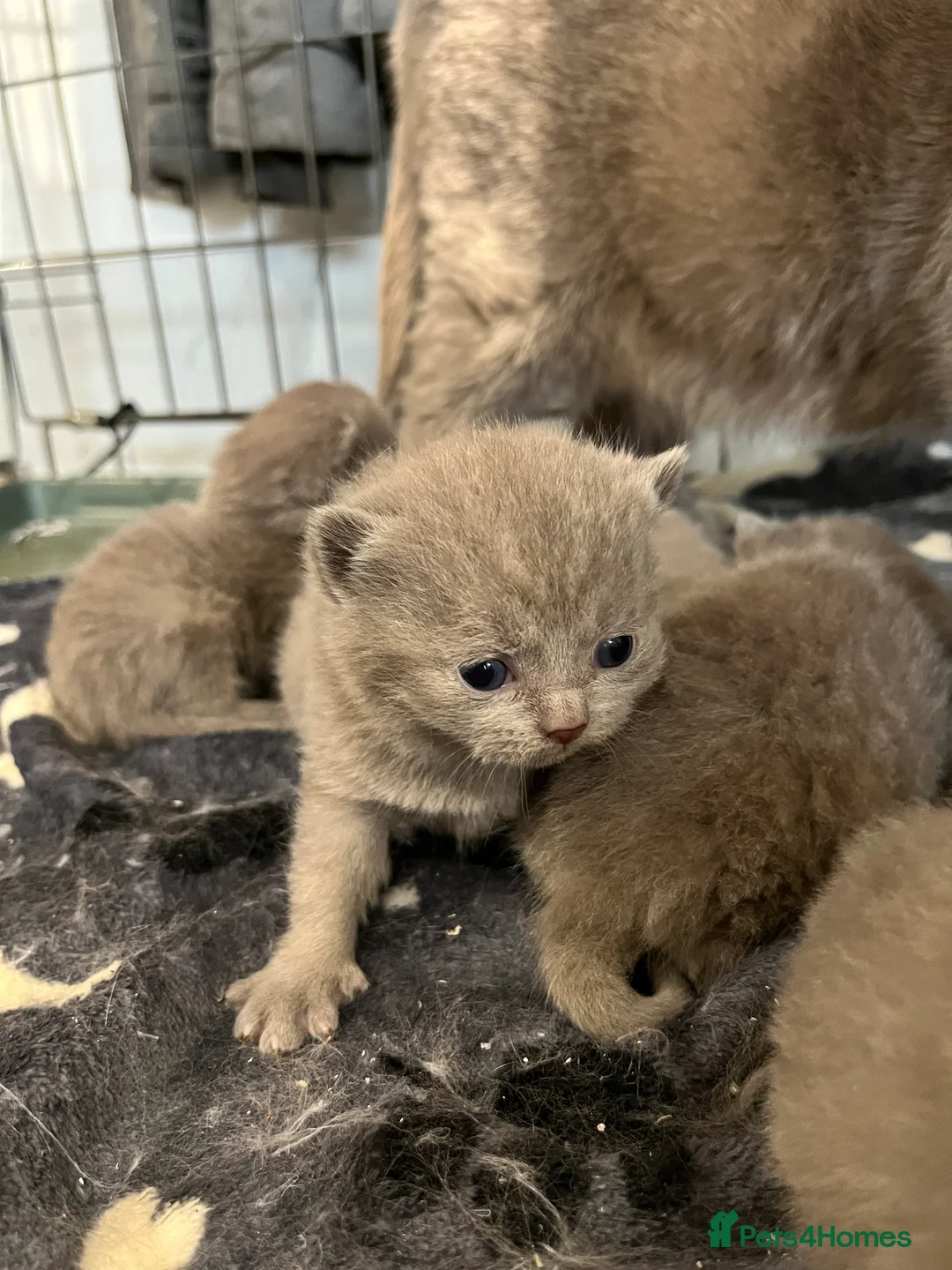 British Shorthair cats for sale: British shorthair kittens 🐈‍⬛  - Advert 9