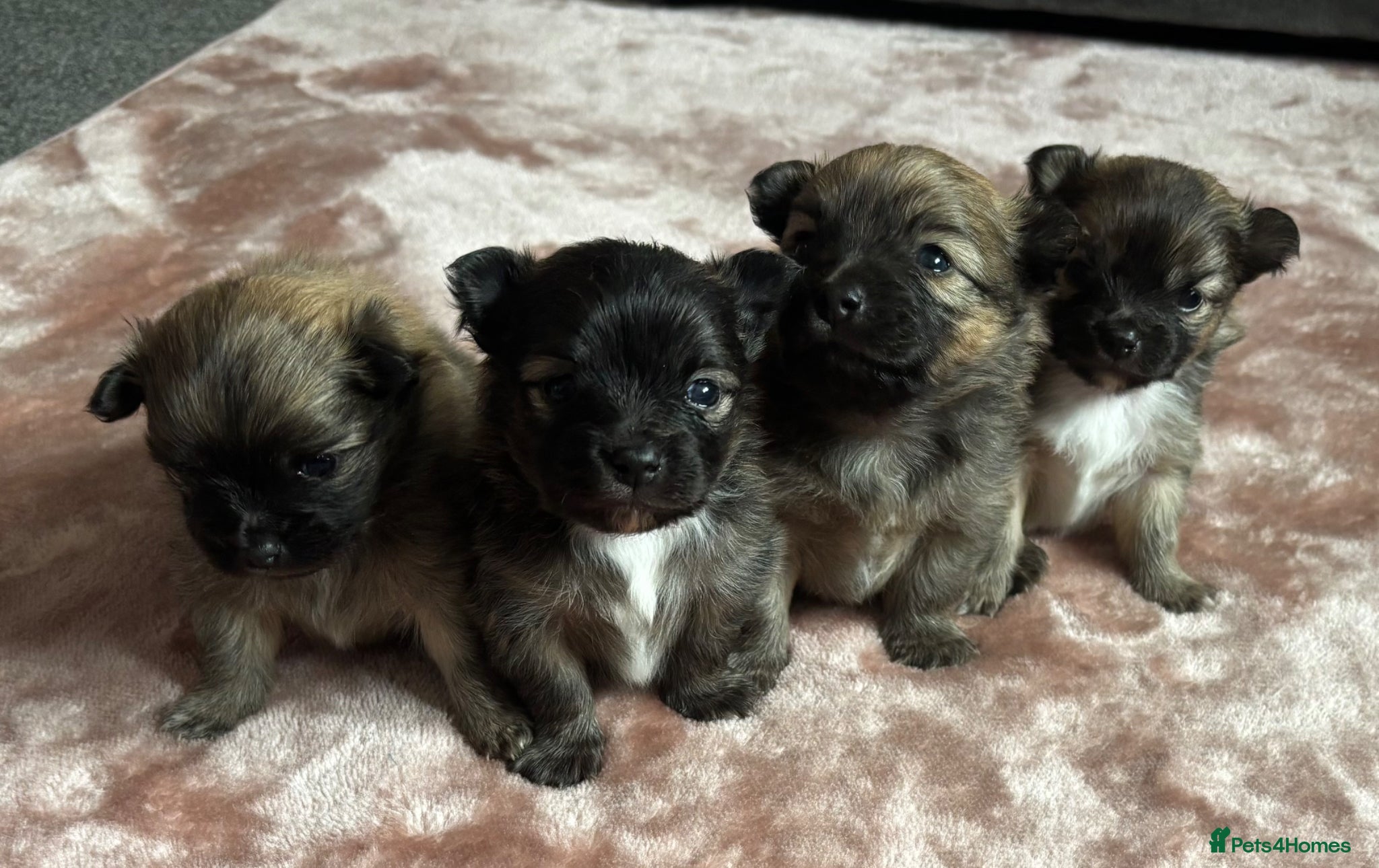 Pomeranian dogs Beautiful Pomeranian puppies  - Advert 5