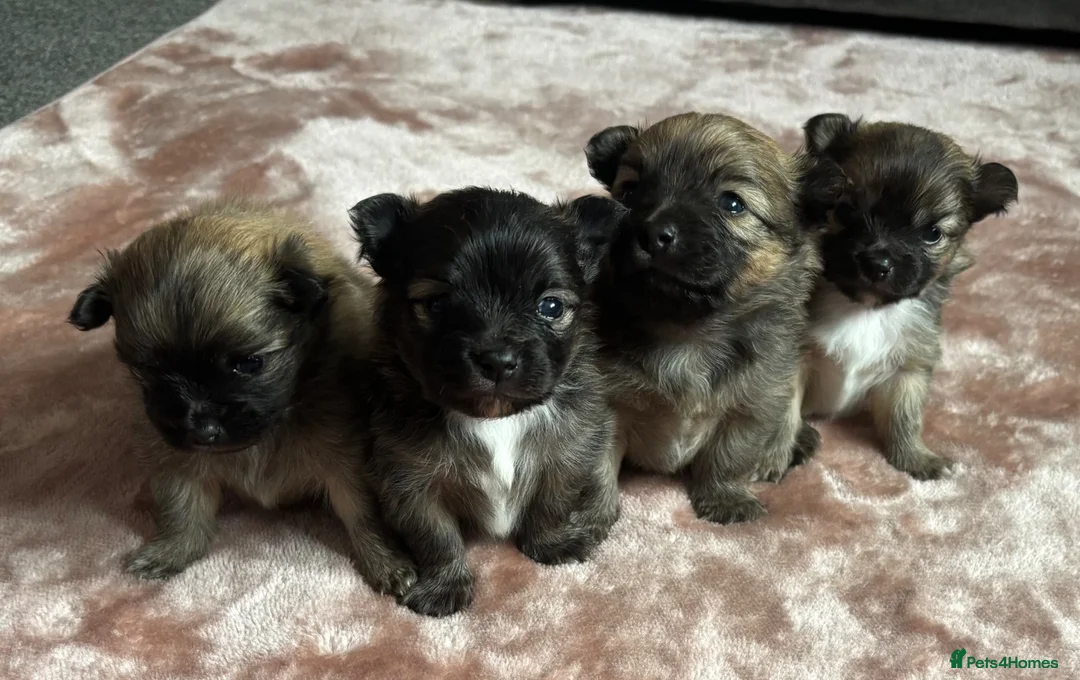 Pomeranian dogs for sale: Beautiful Pomeranian puppies  - Advert 1