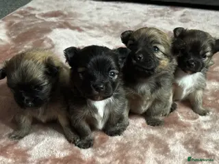 Pomeranian dogs Beautiful Pomeranian puppies - Advert 6