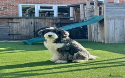 Sheepadoodle dogs for sale: Sheepadoodle Puppies -4 Female, 3 Male - Image 29