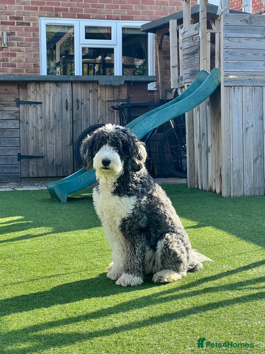 Sheepadoodle dogs for sale: Sheepadoodle Puppies -4 Female, 3 Male - Image 29