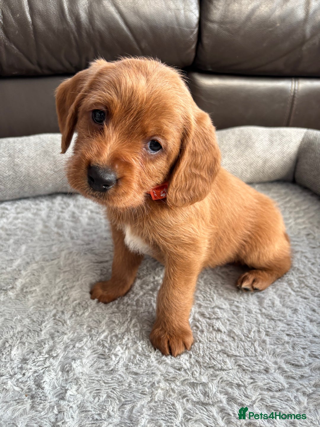 Labradoodle dogs for sale: F1 Labradoodle Puppies - Advert 10