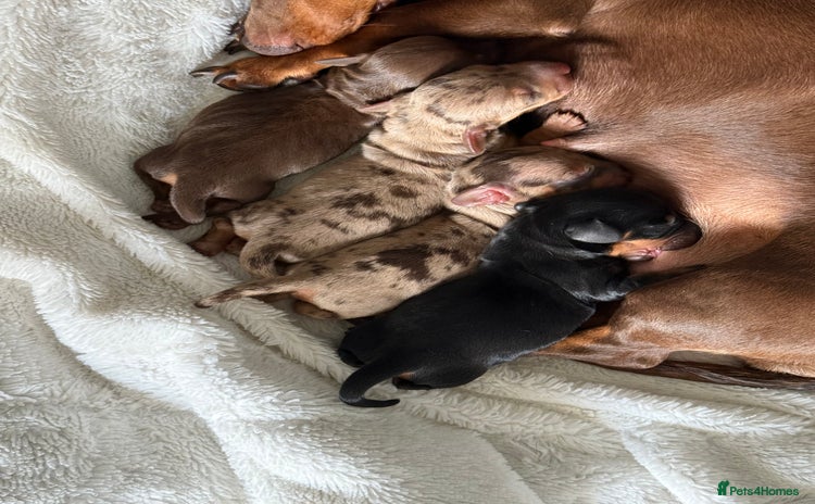 Miniature Dachshund dogs - Advert 11