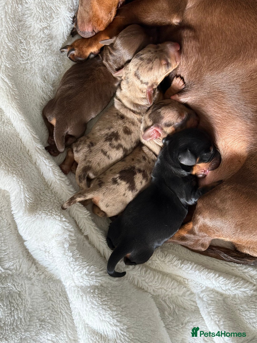 Miniature Dachshund dogs for sale: Miniature Dachshund  - Image 1