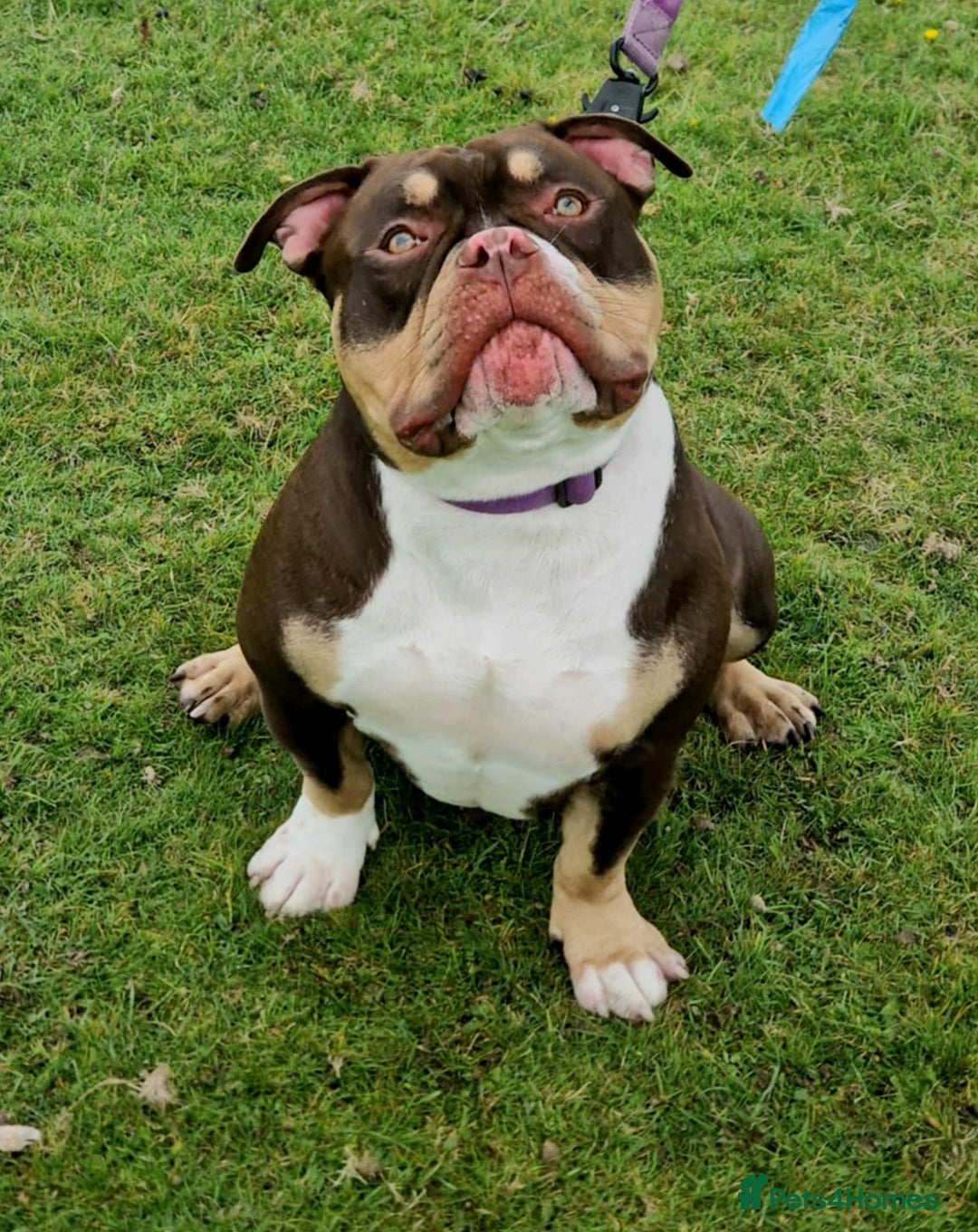American Bully dogs for stud: Pocket bully stud  - Image 2