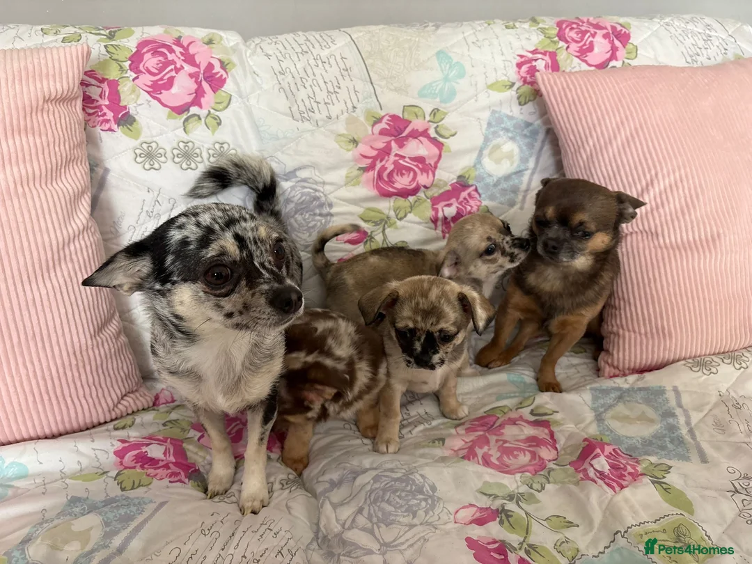 Chihuahua dogs for sale: Merle Chihuahua Puppies  - Advert 1
