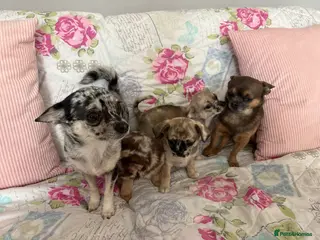 Chihuahua dogs ✨Chihuahua Puppies MERLE✨ - Advert 1