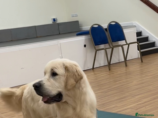 Golden Retriever dogs STUD KC FULLY HEALTH TESTED PROVEN TRAMIN IMPORT in Blackpool - Advert 2