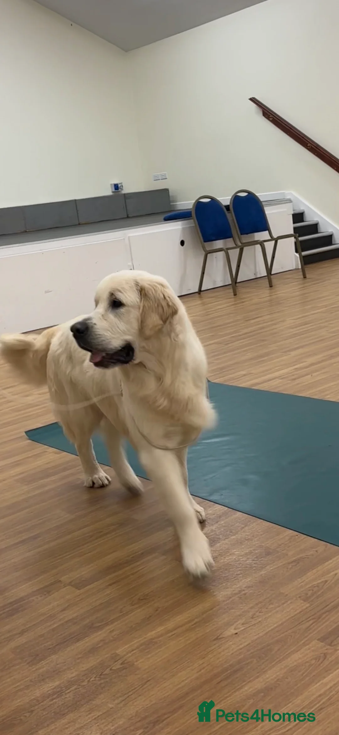 Golden Retriever dogs for stud: STUD KC FULLY HEALTH TESTED PROVEN TRAMIN IMPORT  in Blackpool - Advert 1