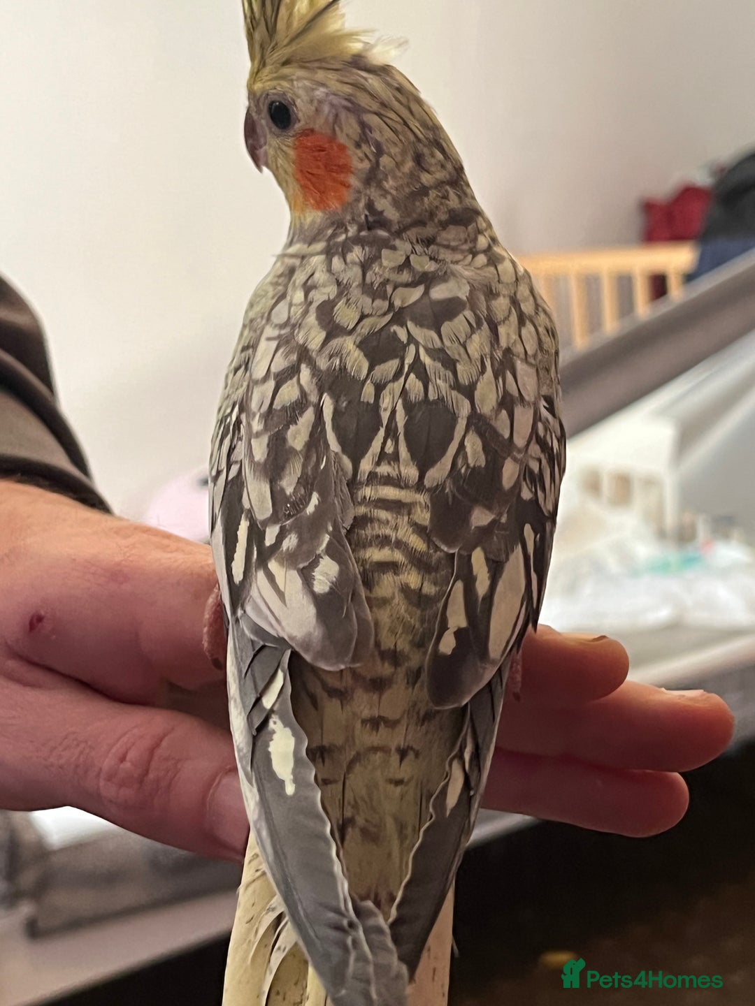 Cockatiels birds for sale: Cockatiels for sale hand tame - Image 15