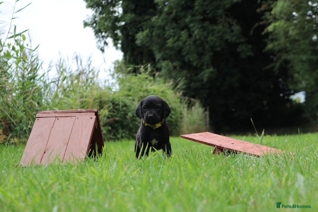 Springador dogs for sale: 8 beautiful springador puppies for sale  - Image 3