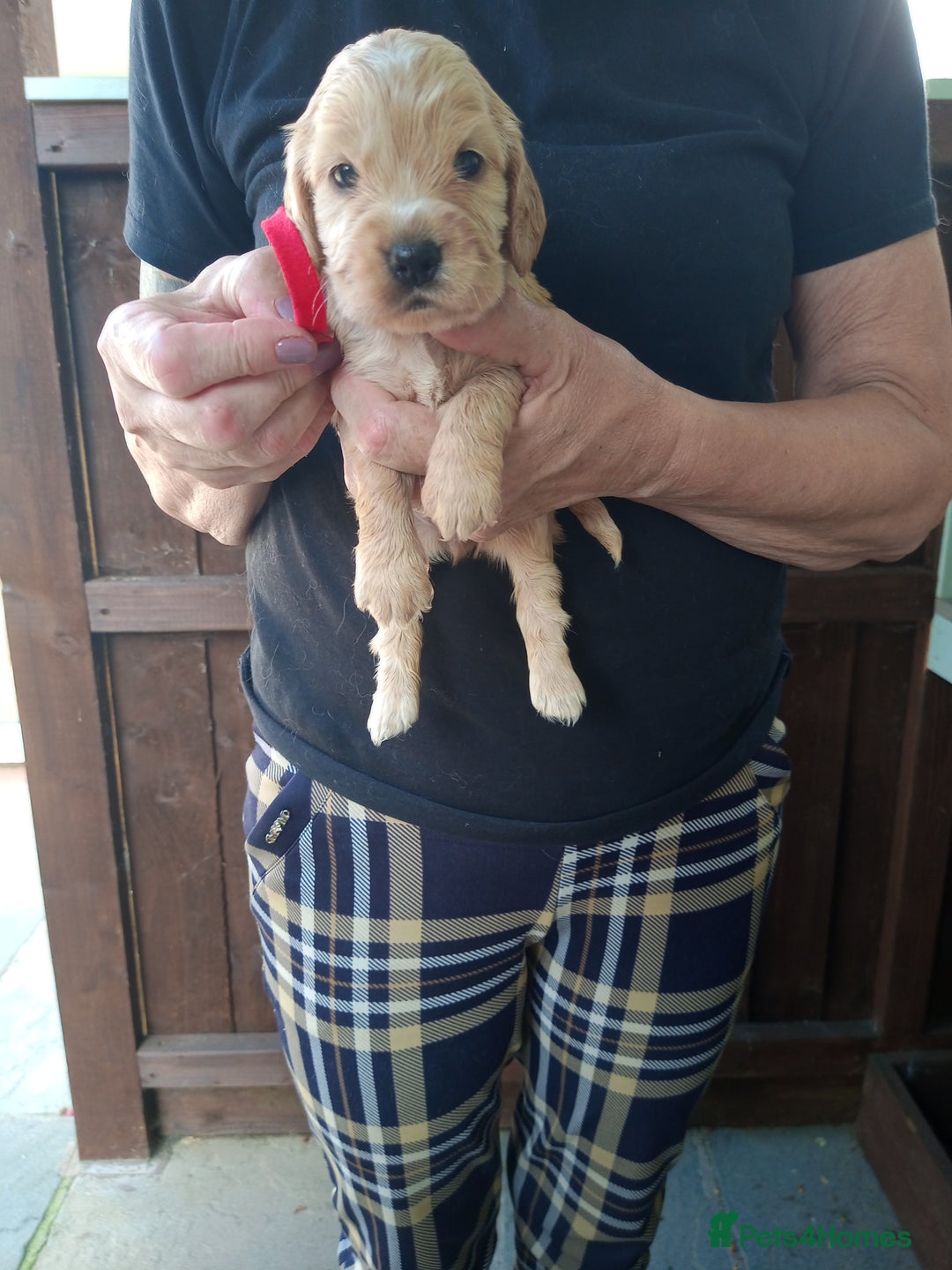 Cocker Spaniel dogs for sale: KC reg show cocker spaniel puppies  - Image 5