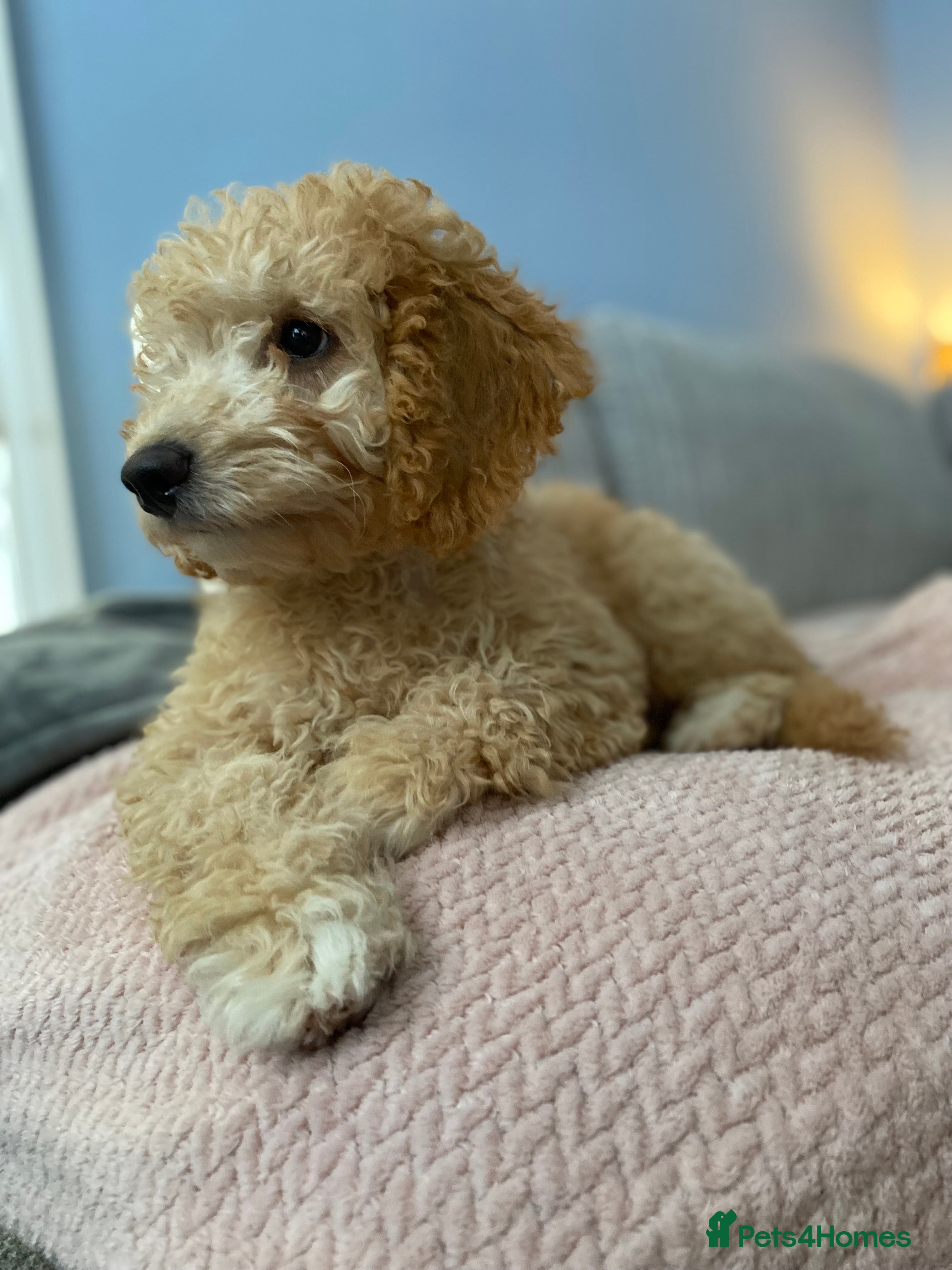 Cockapoo dogs REDUCED **last F1b female pup** - Advert 12