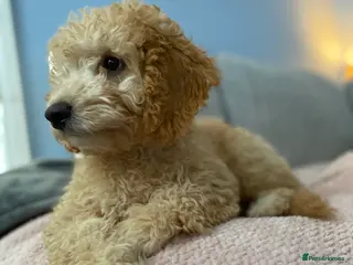 Cockapoo dogs REDUCED **last F1b female pup** - Advert 12