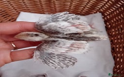 Quail poultry for sale: Snowflake Bobwhite Quail Chicks ~ Various Ages - Image 5