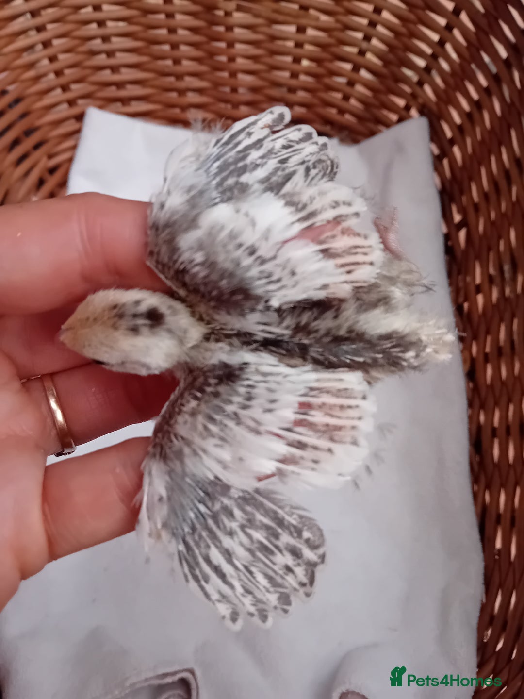 Quail poultry for sale: Snowflake Bobwhite Quail Chicks ~ Various Ages - Image 5