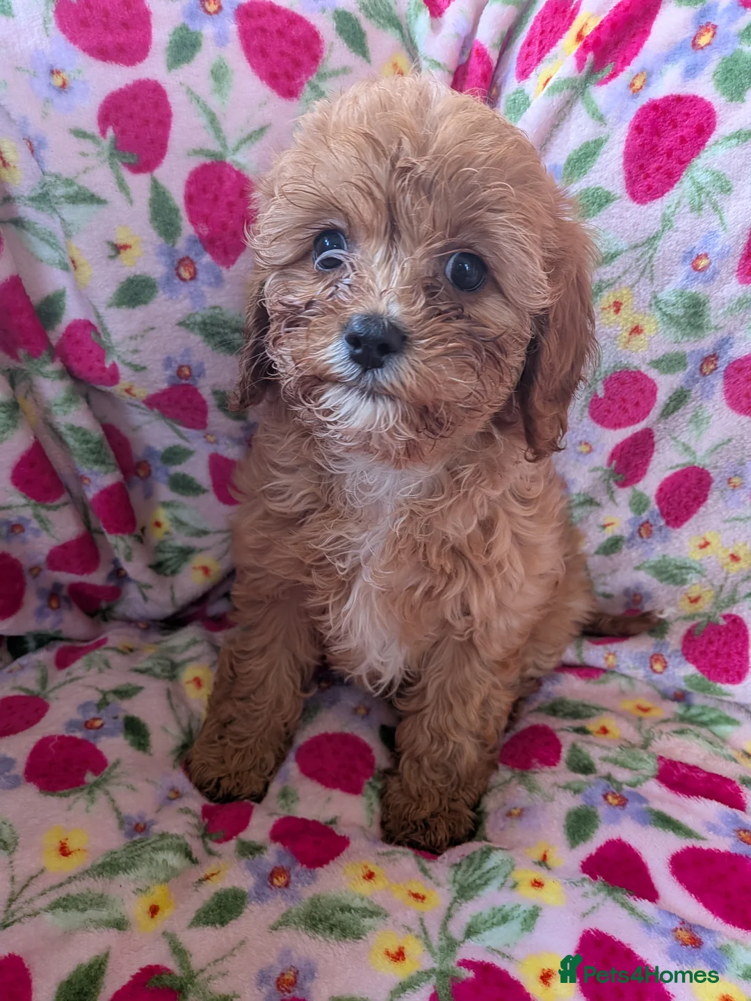 Cavapoo dogs for sale: 🌟 Stunning F1 cavapoo puppies 🌟 - Advert 10