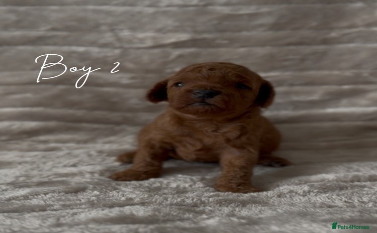 Toy Poodle dogs - Advert 5