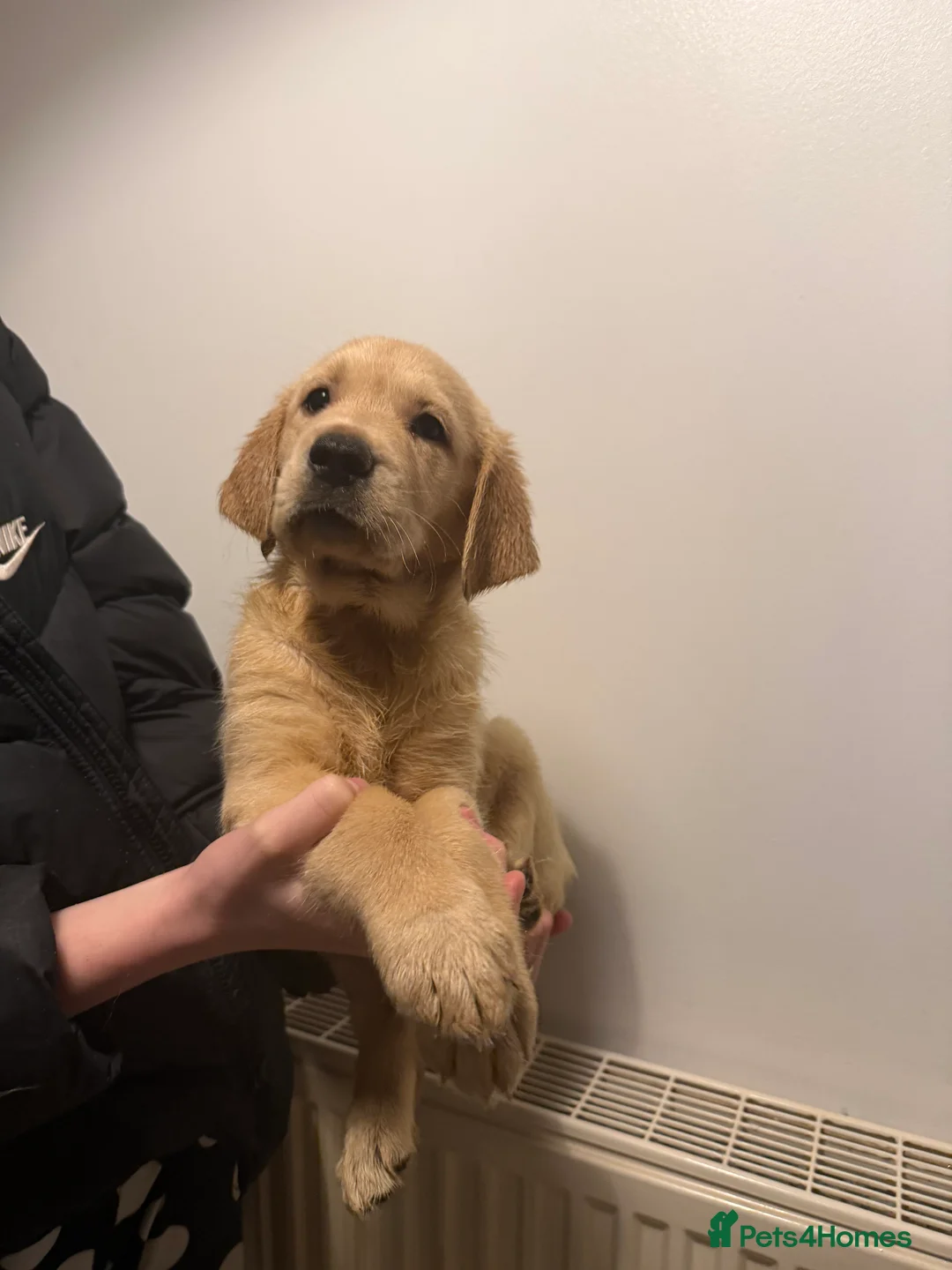 Goldador dogs for sale: Ready 3rd feb - Advert 3