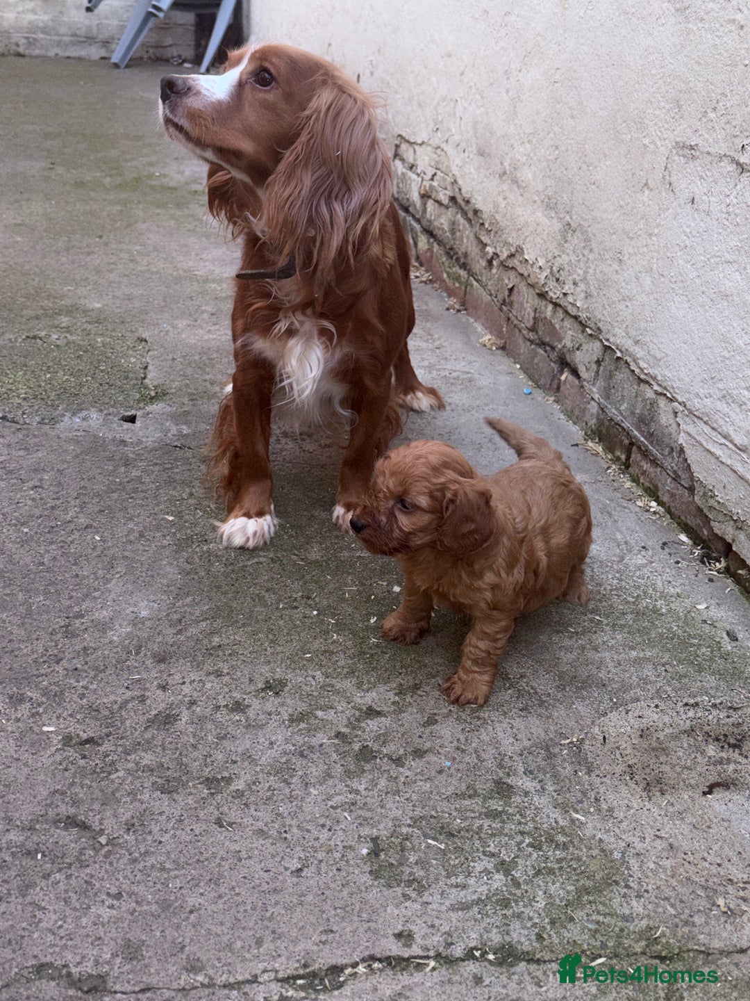 Cockapoo dogs for sale: Red cockapoo boy  - Image 6