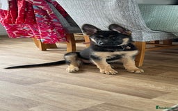 German Shepherd dogs for sale: 5 month old German Shepherd girl - Image 5