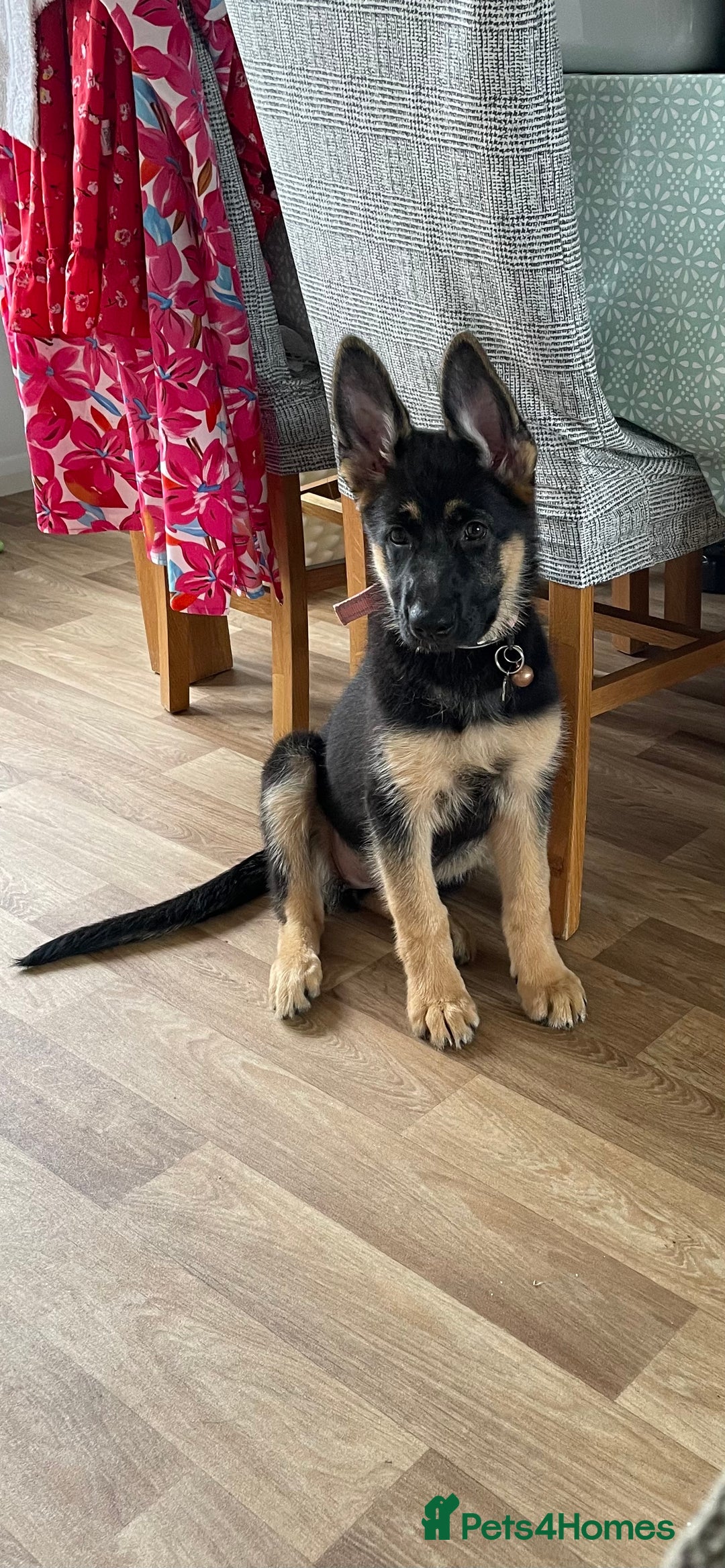 German Shepherd dogs for sale: 5 month old German Shepherd girl - Image 5