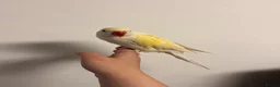 Ringnecks birds for sale: Creamino Indian RingNeck Parrot - Advert 2