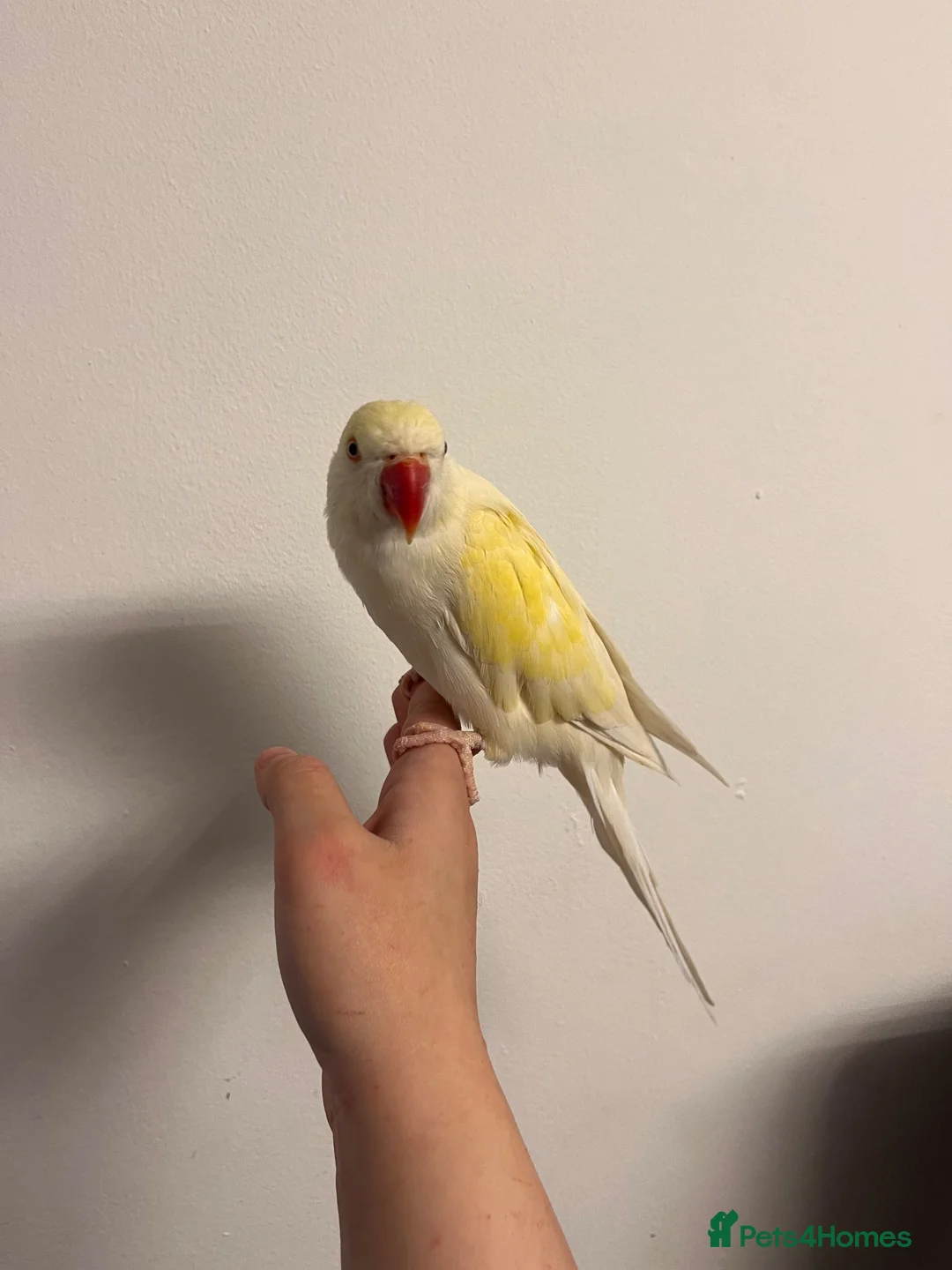 Ringnecks birds for sale: Creamino Indian RingNeck Parrot - Advert 2