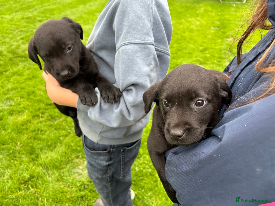 Labrador Retriever dogs for sale: Black Lab Puppies For Sale - Image 4