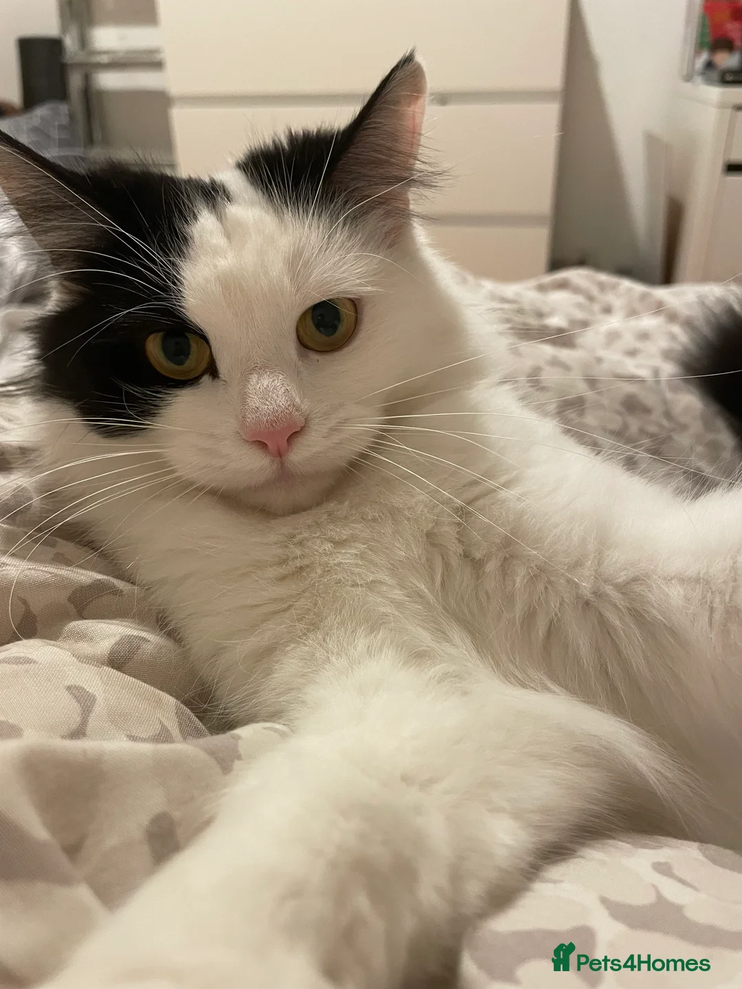 Mixed Breed cats for sale: Gorgeous tabby and white kittens🤍🐾 in Enfield - Advert 2