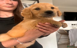 Golden Retriever dogs for sale: Golden Retriever Puppies  - Image 32