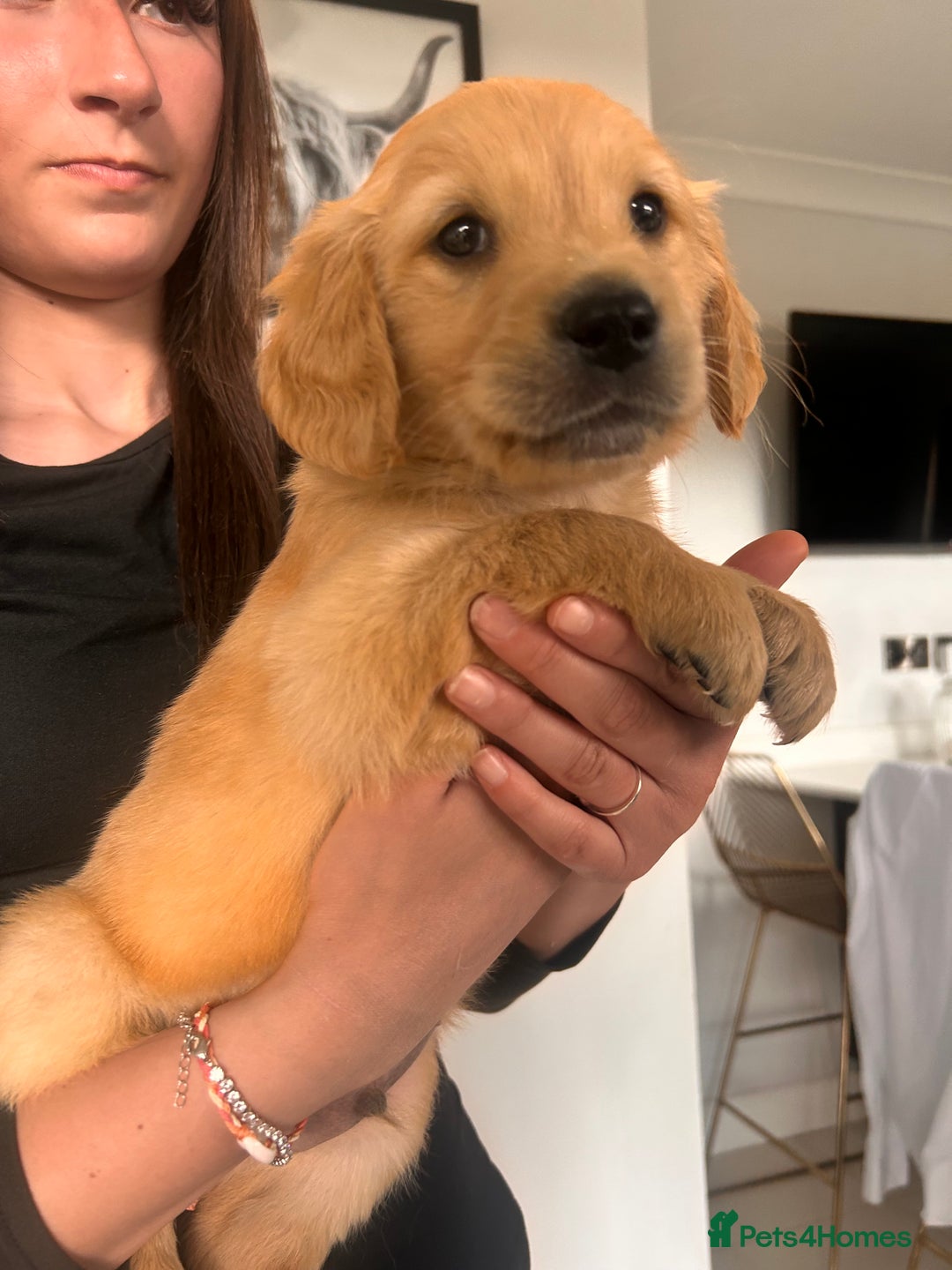 Golden Retriever dogs for sale: Golden Retriever Puppies  - Image 32