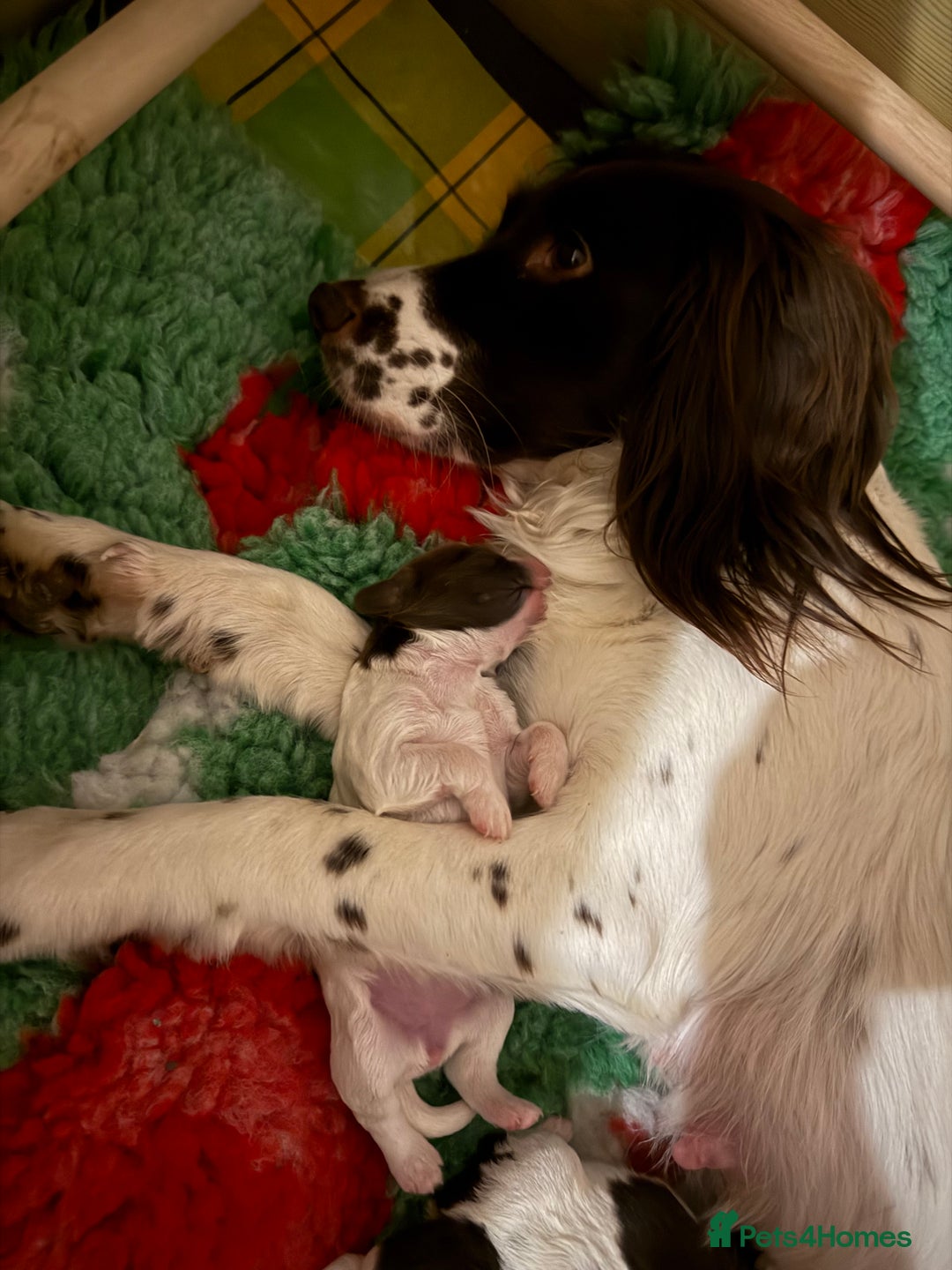 Sprocker dogs for sale: Exceptional F1B Sprocker puppy-male  - Advert 10