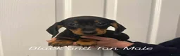 Miniature Dachshund dogs for sale: Miniature Dachshund  - Advert 4