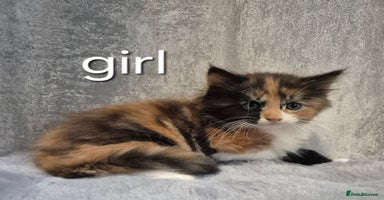 Maine Coon cats - Advert 3